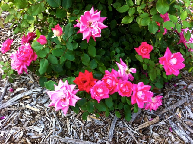 2012-04-02-5-Pink Rose Bush, one Red Rose.jpg